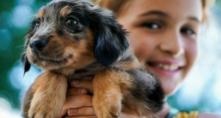 5 Gentle Dog Breeds for Families with Small Children