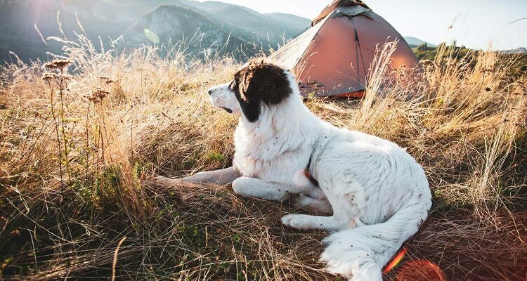 Camping Together With Your Dog